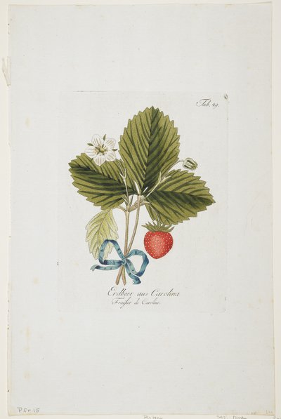 Erdbeer aus Carolina de 